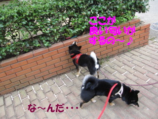 c0185516_1821475.jpg