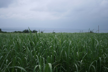 f0097620_1194048.jpg