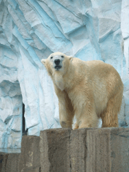 c0188928_16392311.gif