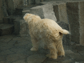 c0188928_16393657.gif