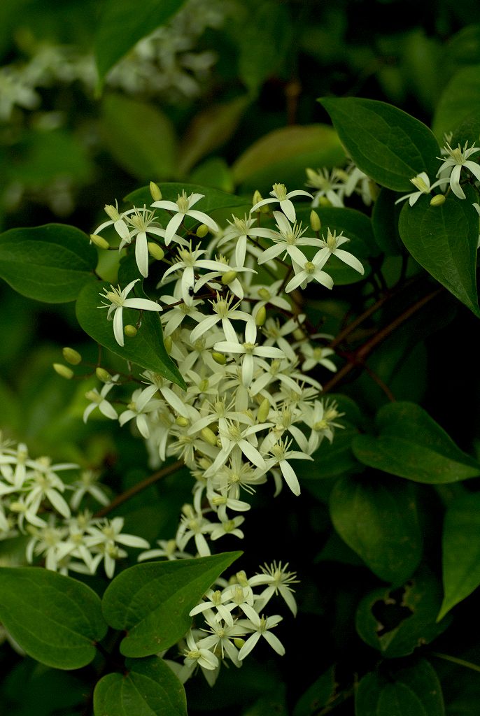 d0053930_6235976.jpg