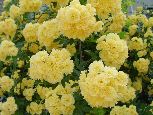 f0002833_1491869.jpg