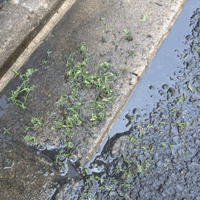 d0033734_14544418.gif