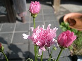 b0157246_224765.jpg