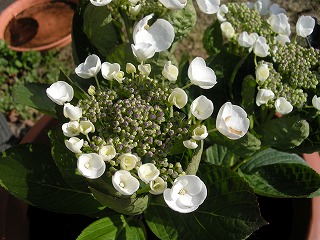 b0157246_231499.jpg