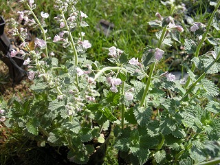 b0157246_231925100.jpg