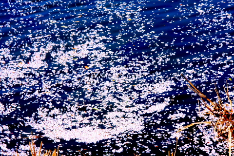 a0024250_22573225.jpg