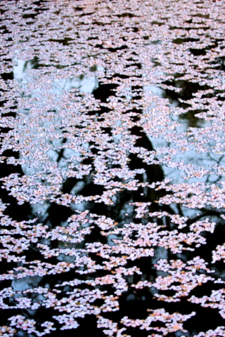 a0024250_2258066.jpg