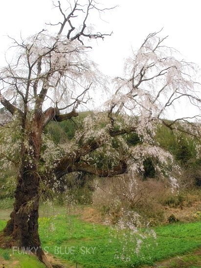 c0145250_20522132.jpg