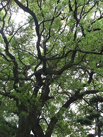 e0129656_21504175.jpg