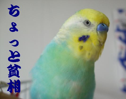 f0149057_1555869.jpg