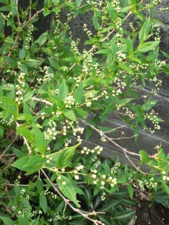 b0074862_9592598.jpg