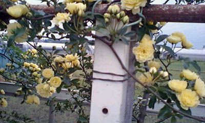e0063270_619503.jpg
