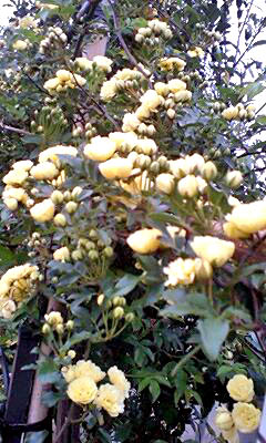 e0063270_6203449.jpg