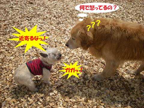 e0066883_2127539.gif
