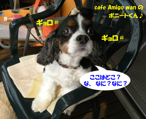 e0066883_2137525.gif