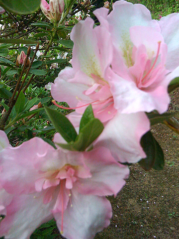 f0201191_12475433.jpg
