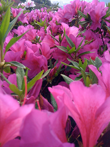 f0201191_12483389.jpg