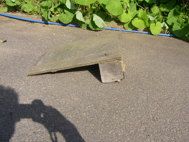 e0015108_913146.jpg