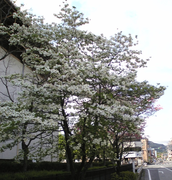 e0071819_1661998.jpg