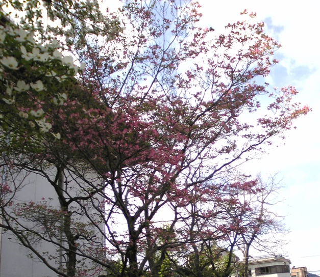 e0071819_1664173.jpg