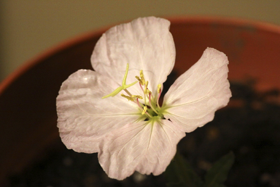 e0044635_0402516.jpg