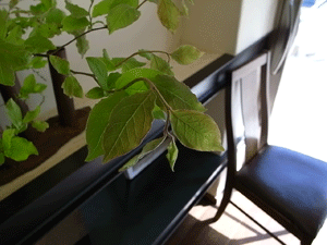 a0108837_16161486.gif