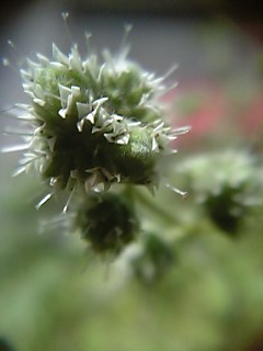 c0056437_855117.jpg