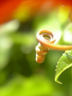 c0056437_861239.jpg