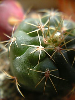 c0056437_864681.jpg