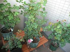 e0019942_17482492.jpg