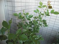 e0019942_17495675.jpg