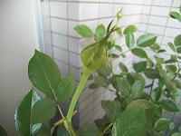 e0019942_17501857.jpg
