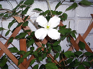 c0123149_11234975.jpg