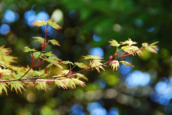 e0020166_8355013.jpg