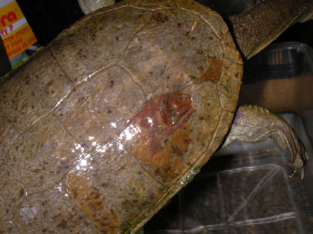 e0099576_20101863.jpg