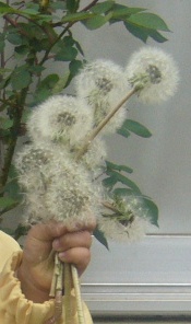 f0178381_9283215.jpg
