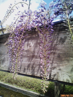 c0096582_14264340.jpg