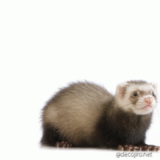 f0194591_8523485.gif