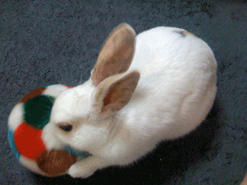 f0201191_18195466.gif
