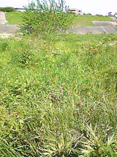 c0144997_22193250.jpg