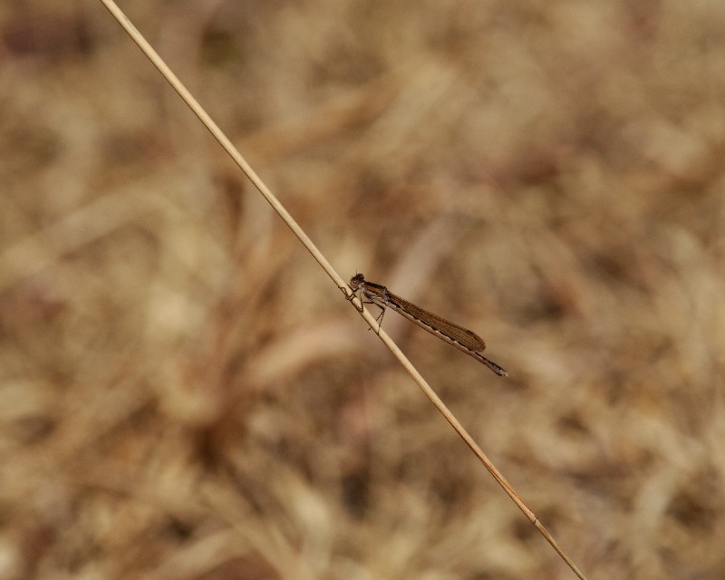 e0103903_19522212.jpg