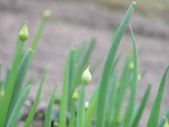 b0167815_21155458.jpg