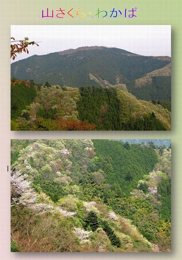 c0073016_202811.jpg