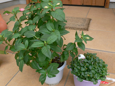 f0061334_20532041.jpg