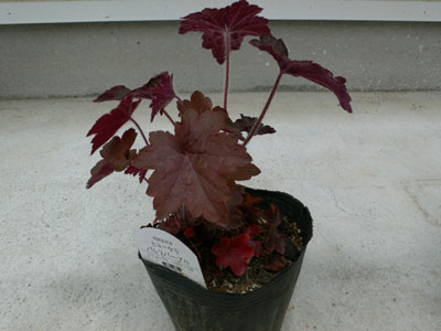 f0061334_20532812.jpg