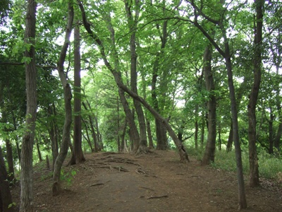真光寺緑道1