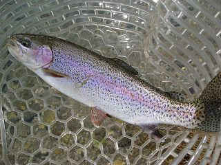 f0065341_1413748.jpg