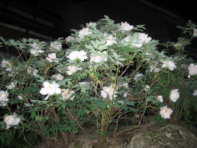 c0147952_2335182.jpg