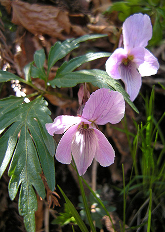 a0001354_22143991.jpg